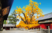 大覺寺.jpg